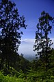 Hutan di lereng gunung Arjuna dengan latar belakang puncak Mahameru