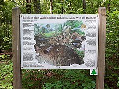 Waldboden