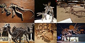 1-й ряд: гетеродонтозавр, стегозавр, Stegoceras 2-й ряд: эдмонтозавр, Scolosaurus, трицератопс