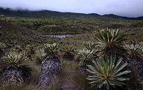 Birth of Funza or Bogotá River in Guacheneque Páramo (Villapinzón)