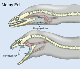 Two diagrams of head and spine, one showing the pharyngeal jaw at rest; the other showing the jaws extended into the mouth