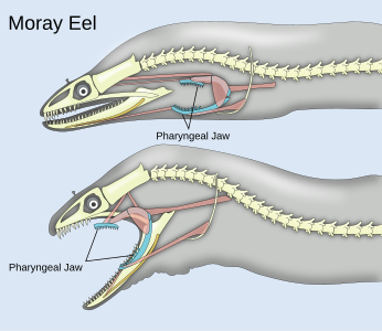 Pharyngeal jaws, by Zina Deretsky (vectorised by Pbroks13)