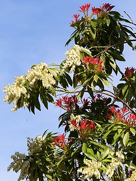 Pieris sp.