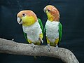 Caique de cabeza naranja (Pionites leucogaster)