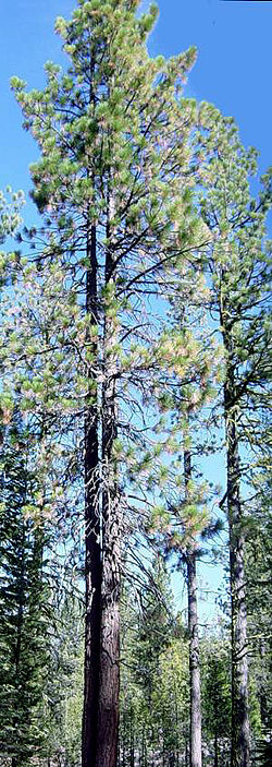 Ponderosa Pine