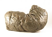 Precious, a 1.92 kg (4.2 lb) coprolite that would be over 254 mm (10.0 in) long were it unbent