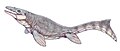 Prognathodon