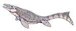 Прогнатодон Prognathodon waiparaensis