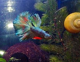 Betta splendens