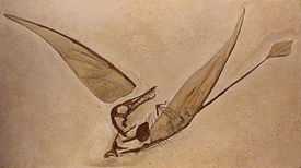 Окаменелость Rhamphorhynchus munsteri