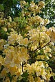 Rhododendron in full bloom. May 2018