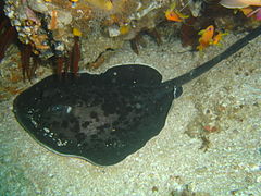 Round ribbontail ray