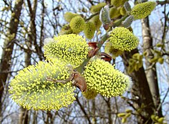 Salix caprea