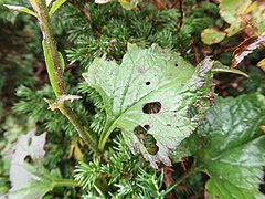 茎葉。茎に狭い翼がある。