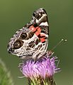 Adult, ventral view of wings.