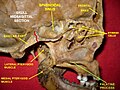 Sagittal section of skull. (Palatine process labeled at bottom right.)