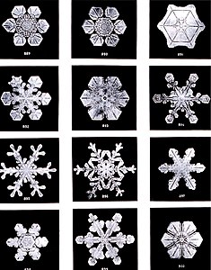 Snowflakes (1902), by Wilson Bentley