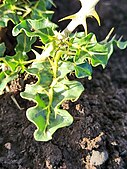 Solanum arundo