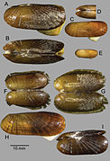 Solemya elarraichensis (Solemyoida)