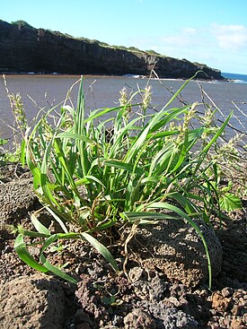 Cenchrus echinatus