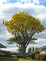 Tabebuia donnell-smithii