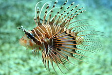 Pterois antennata