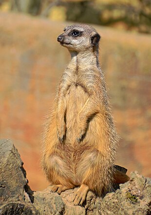 Suricate