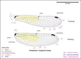 Illustration of Tetrathemis wings