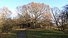 The Oak of Honour on One Tree Hill