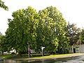 Tieplatz, Juni 2009