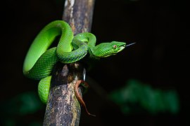 Trimeresurus fucatus