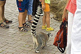 Lemur in public.