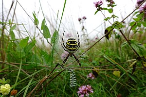 27. Platz: Wünschberg Neu! mit Zebraspinne (Argiope bruennichi) auf Beutefang in ihrem Netz im BSR Rhön