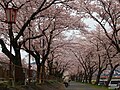 右岸の桜並木