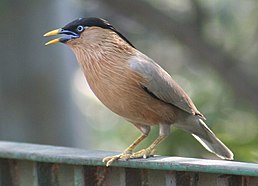 Шпачок брамінський (Sturnia pagodarum)