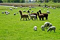 Alpacas and sheep near Boazum