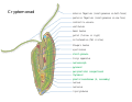 Representation of a Cryptomonad