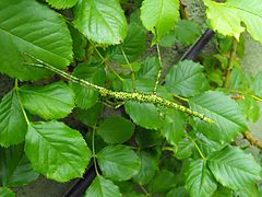 Phasmatodea - Un phasme de Nouvelle-Zélande, Acanthoxyla prasina (en)