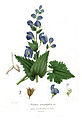 Aconitum heterophyllum (d:Q13109901)