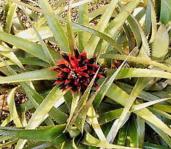 Description de l'image Aechmea recurvata 01 ies.jpg.