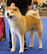 Akita Inu