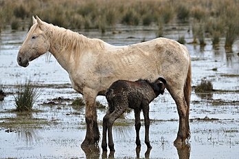 Cheval sauvage dans les marais d'Empordà (Catalogne, Espagne). (définition réelle 4 288 × 2 848)