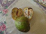 帕卡利番荔枝（英语：Annona cacans） Araticum-pacari