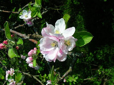 An apple blossom from an old Ayrshire cultivar