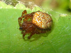 Description de l'image Araneus alsine 01.JPG.