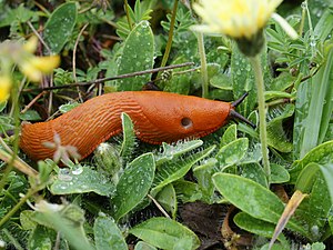 An Arion rufus, or European red slug, lives in northern Europe, especially Denmark, and can be eighteen centimetres long.