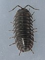 Armadillidium nasatum