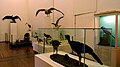 Exposição da coleção de aves.