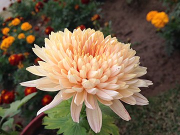 Chrysanthemum