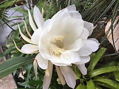 Epiphyllum oxypetalum ou Belle de nuit.